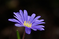 Anemone blanda ‘Blue Shades’ 