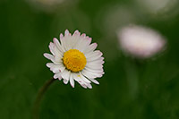 Gänseblümchen