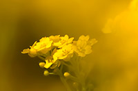 Steingartenpflanze