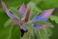 Borretschblüte