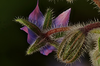 Borretschblüte