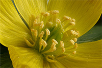 Blick in die Blüte