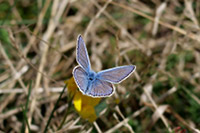 Hauhechel-Bläuling