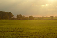 Veilchen