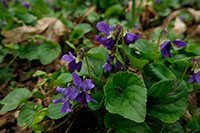 Veilchen