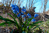 Blaustern