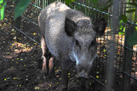 Wildschwein