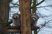 Waschbären