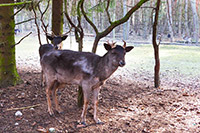 Sika