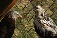 Greifvögel in Pflege