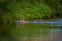 Nutria