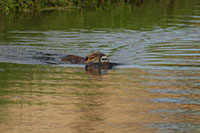 Nutria