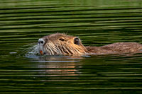 Nutria