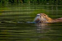 Nutria