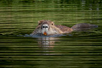 Nutria
