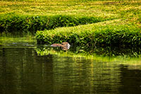 Nutria