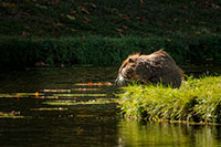 Nutria