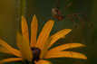 Unterwegs in meinem Garten