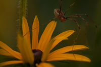 Unterwegs in meinem Garten