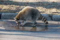 Tiere in unserer Umgebung (Teil 2)