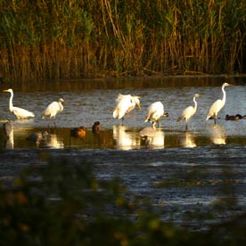 Silberreiher in Altfriedland