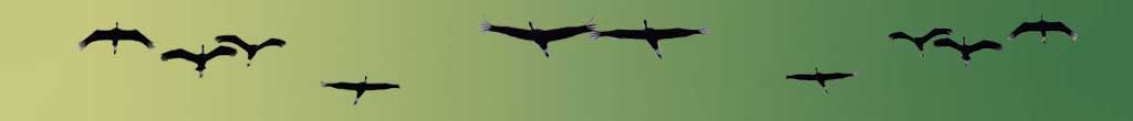 Bannerbild